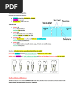 Understanding Tooth Structure and Function | PDF | Language Arts ...