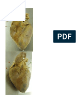 anatomia fotos cardio