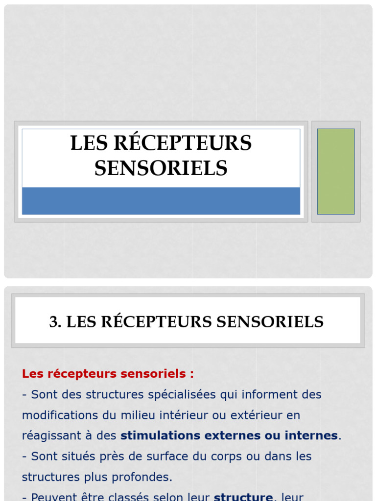 Classification des récepteurs sensoriels | PDF