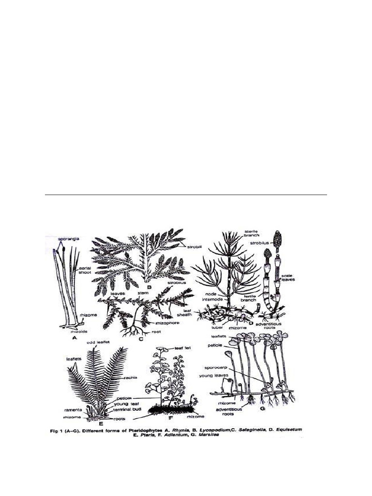 General Characters of Pteridophytes | PDF | Fern | Spore