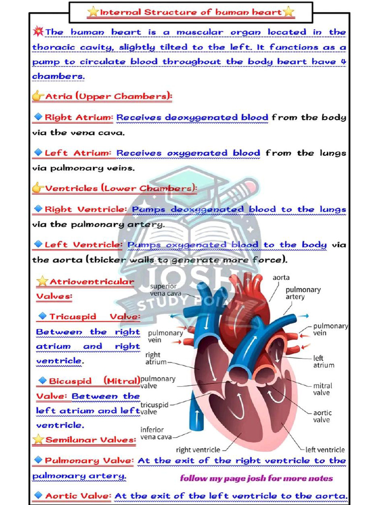 Heart Short Note | PDF