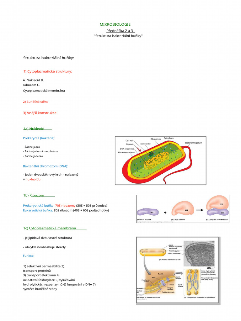 Struktura Bakteri PDF