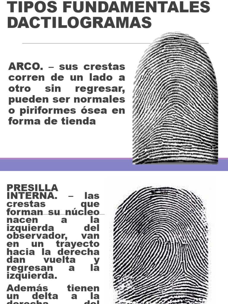 Tipos de Dactilogramas y Clasificación | PDF