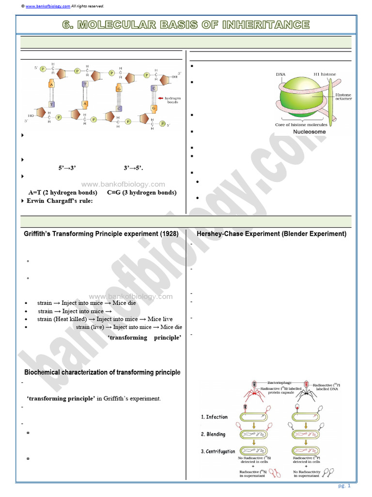 DNA Structure and Genetic Principles | PDF | Genetic Code | Operon