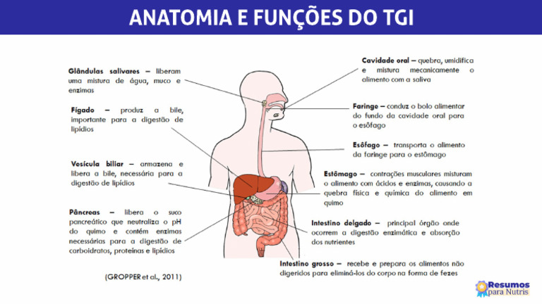 anatomia-e-funcoes-do-tgi | PDF