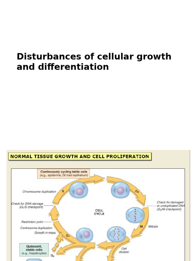 Disturbances of Cellular Growth and Differentiation | PDF | Adenoma ...