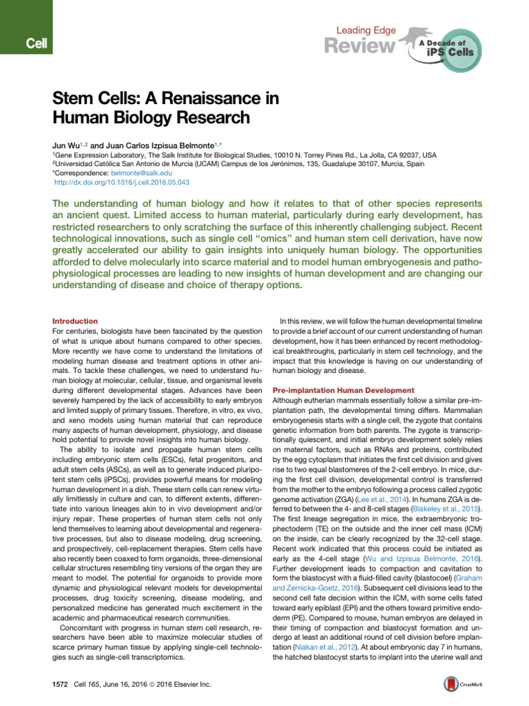 Stem Cells A Renaissance in Human Biology Research | PDF | Cell Potency ...