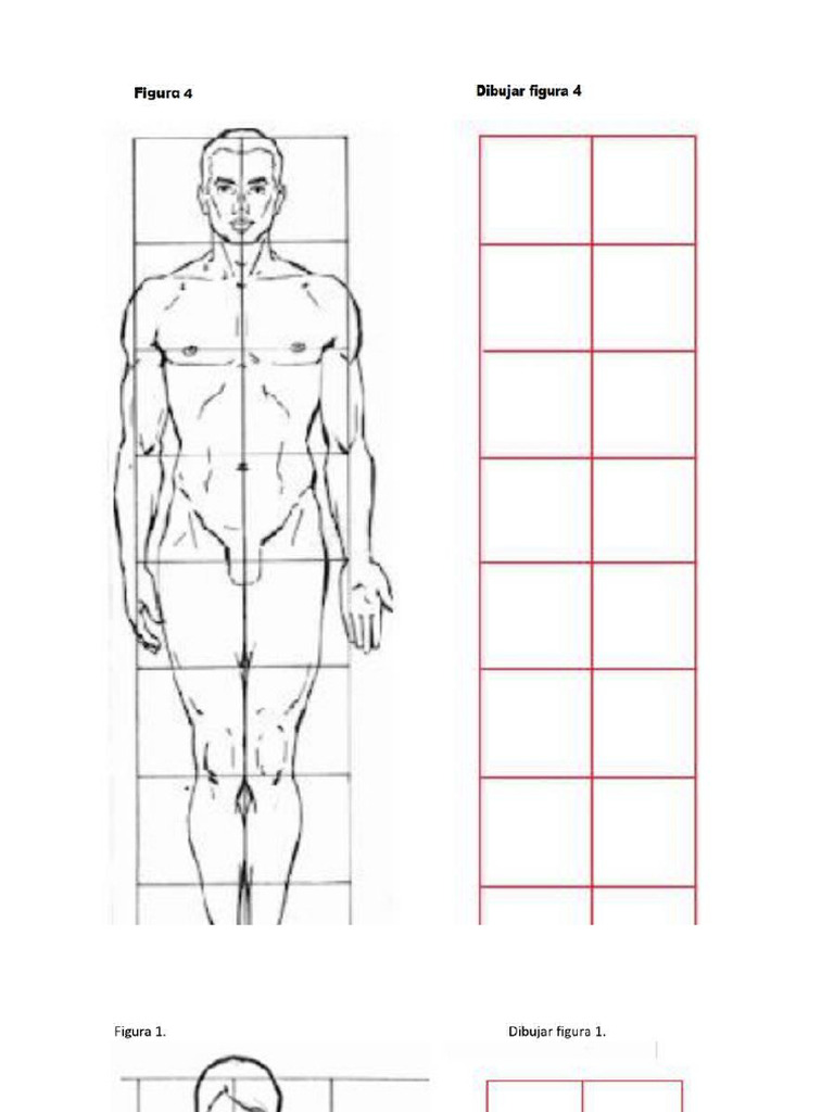 Proporciones de La Figura Humana | PDF