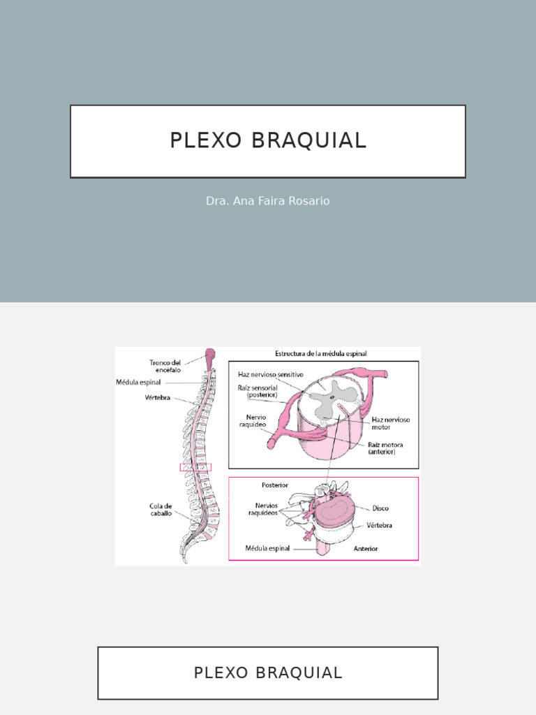 Plexo Braquial Pdf Mano Sistema Musculoesquelético