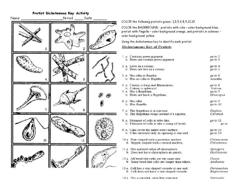 Northeast wisconsin leaf dichotomous key answers picture