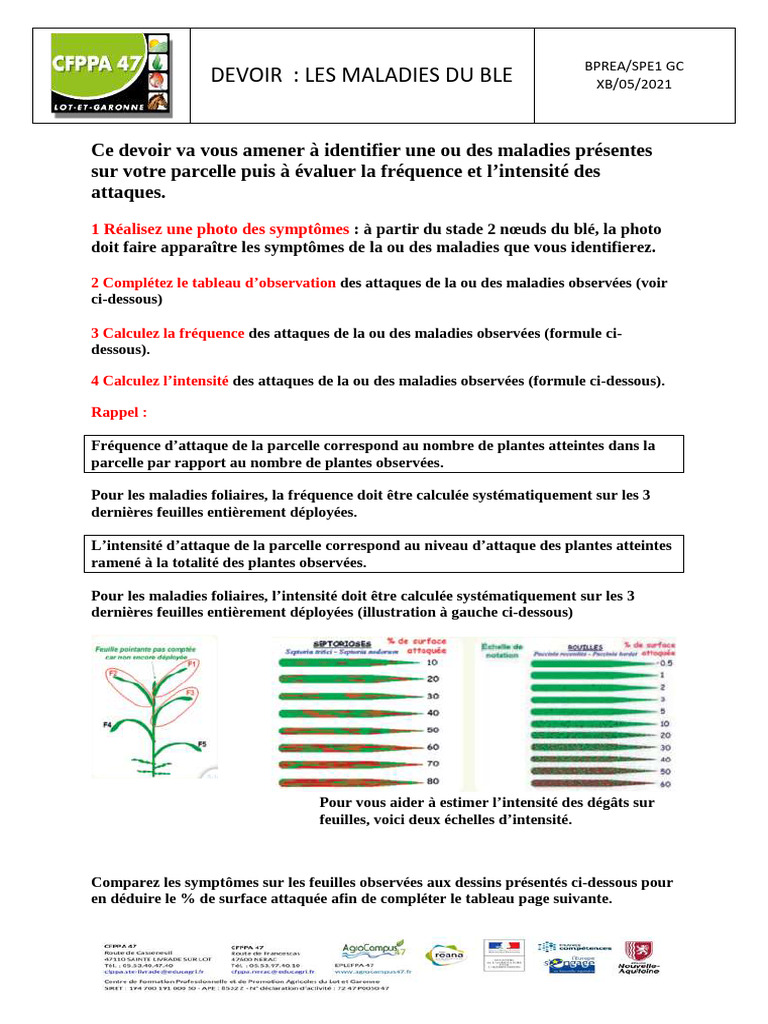 Évaluation des Maladies du Blé | PDF | Blé | Feuille