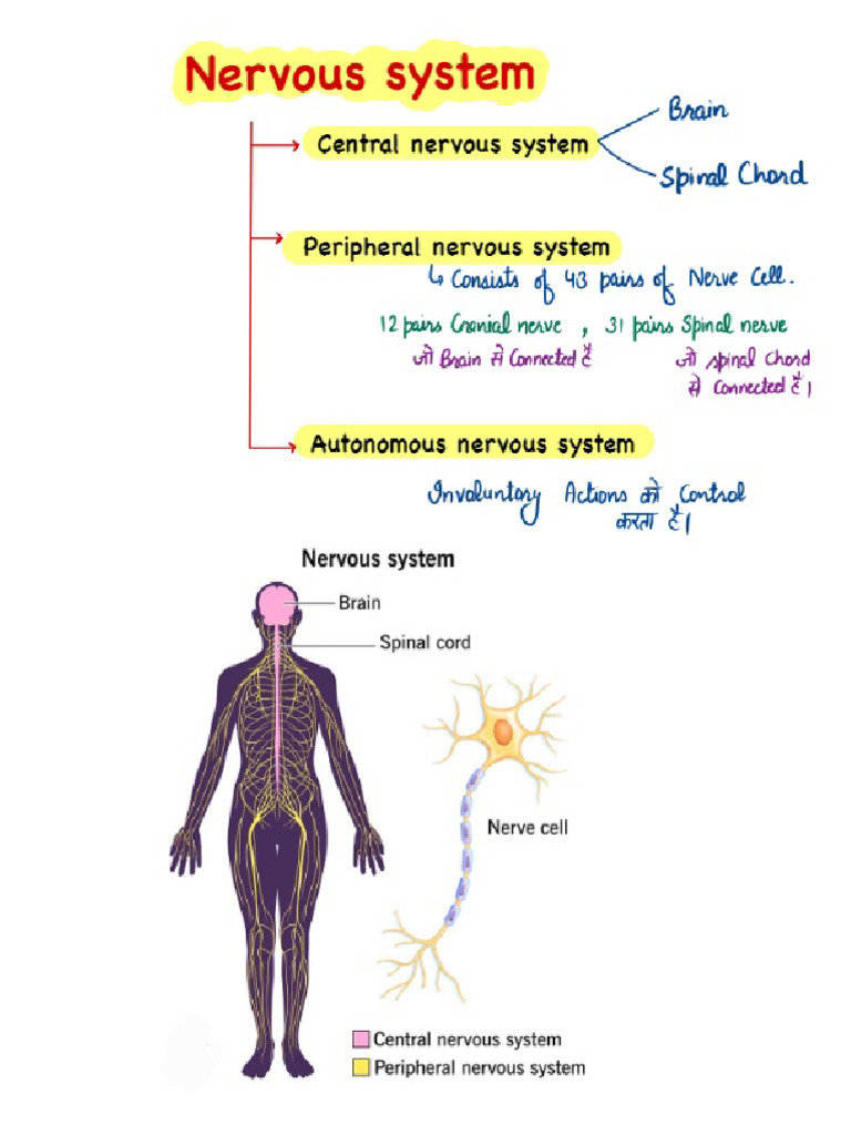 Nervous System Overview PDF | PDF