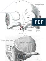 Cranial Bone List Pictures