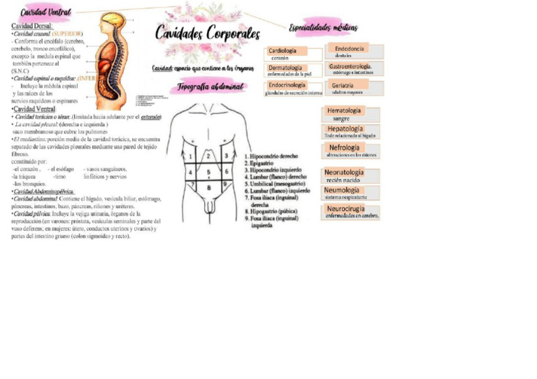 Cavidades Corporales Ii | PDF
