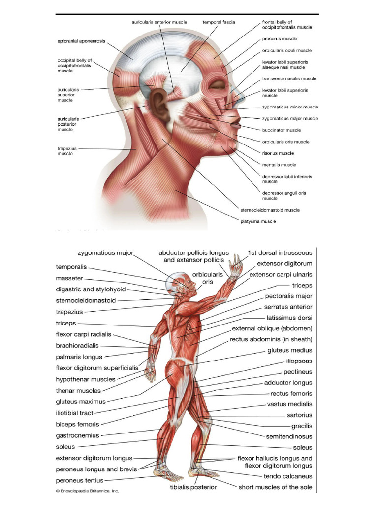 Muscles | PDF