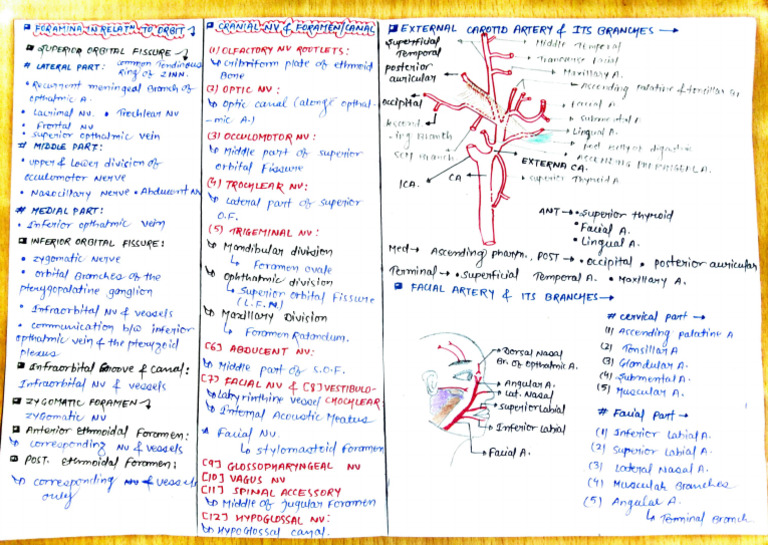 Foramen and Cranial Nerves by Hari K Sahu | PDF | Human Head And Neck ...