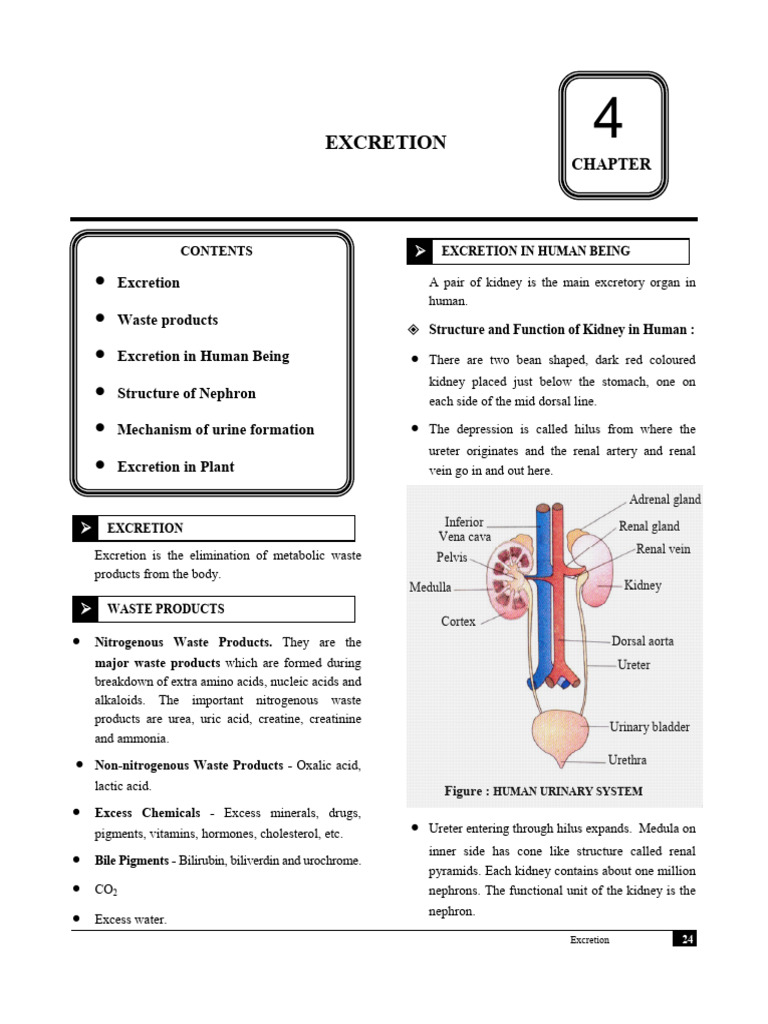 4-Excretion _Theory | PDF | Kidney | Urinary System