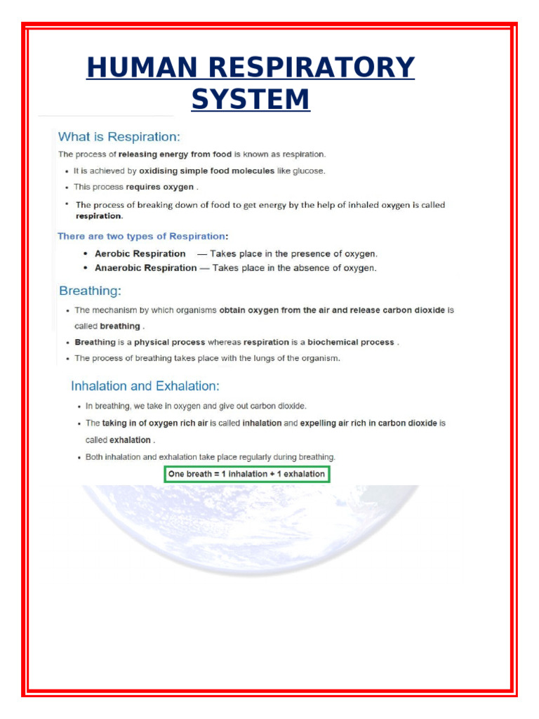 Overview of Human Respiratory System | PDF | Lung | Respiration