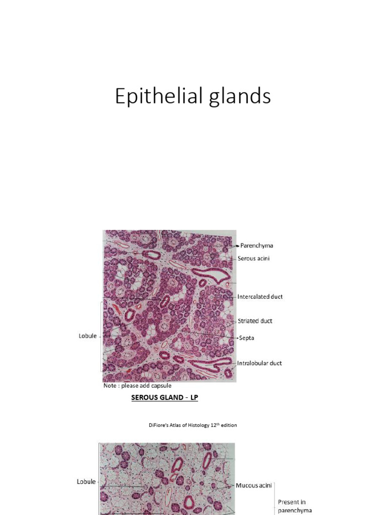 Epithelial Glands Diagrams | PDF