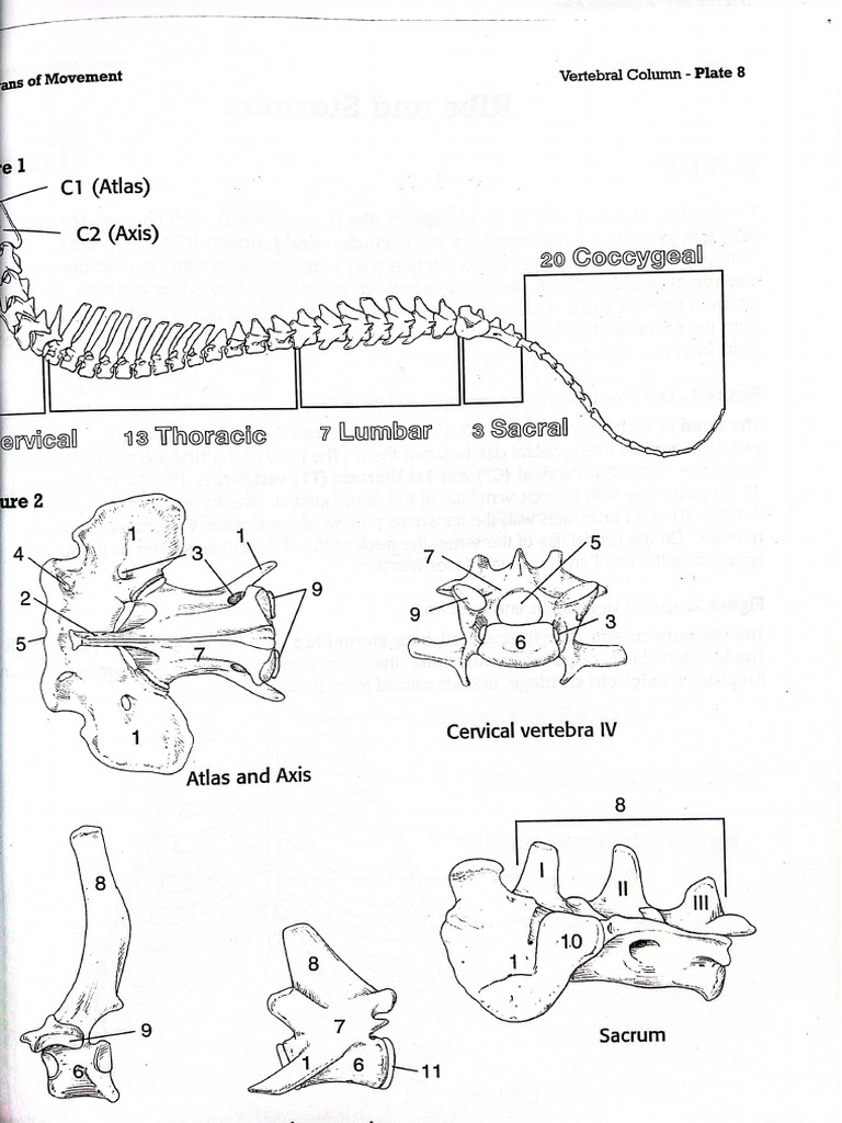 Anatomia Veterinaria Pdf