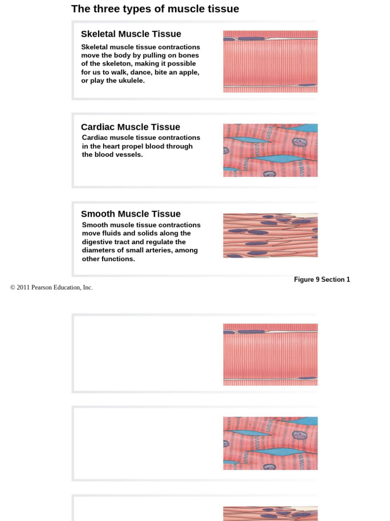 Chapter 9 Labeled and Unlabeled Muscle Tissue Images | PDF | Muscle ...