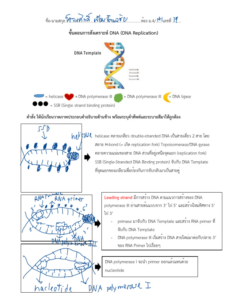 ใบงาน DNA Replication | PDF