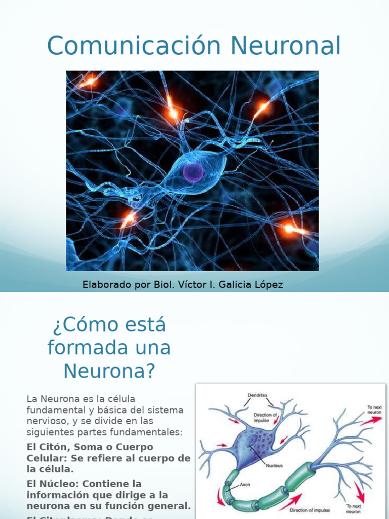 Comunicacion Neuronal | PDF | Sinapsis | Neurona