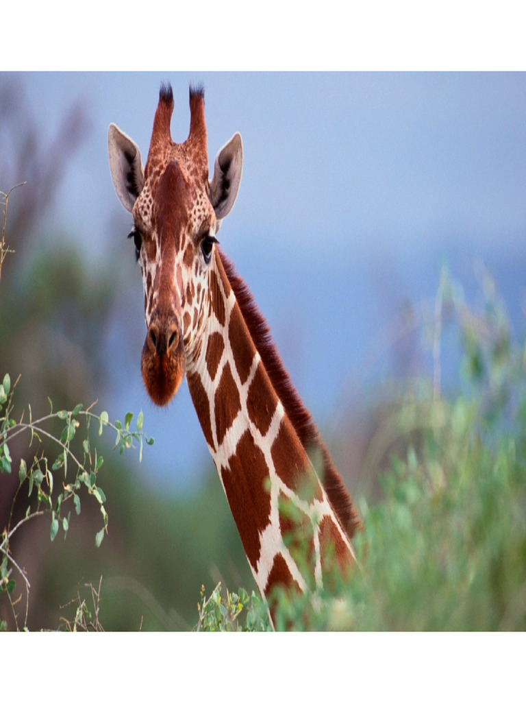 Giraffe 455 | PDF