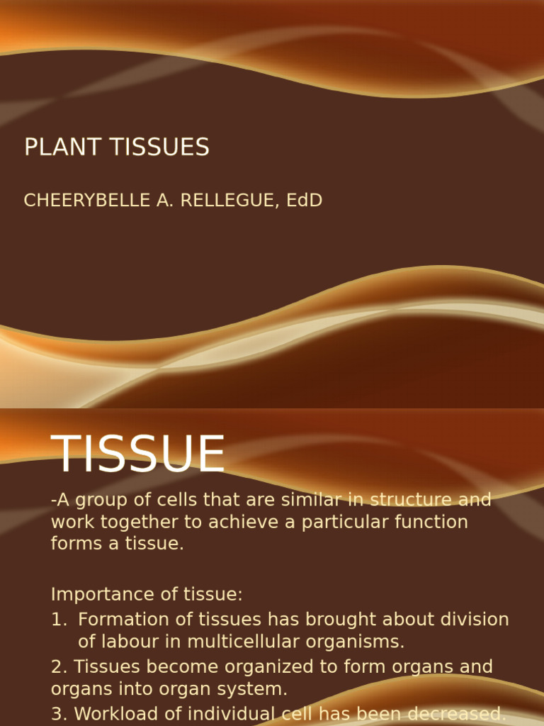 Plant Tissues | PDF | Tissue (Biology) | Anatomy