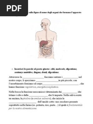 Verifica Su Apparato Digerente