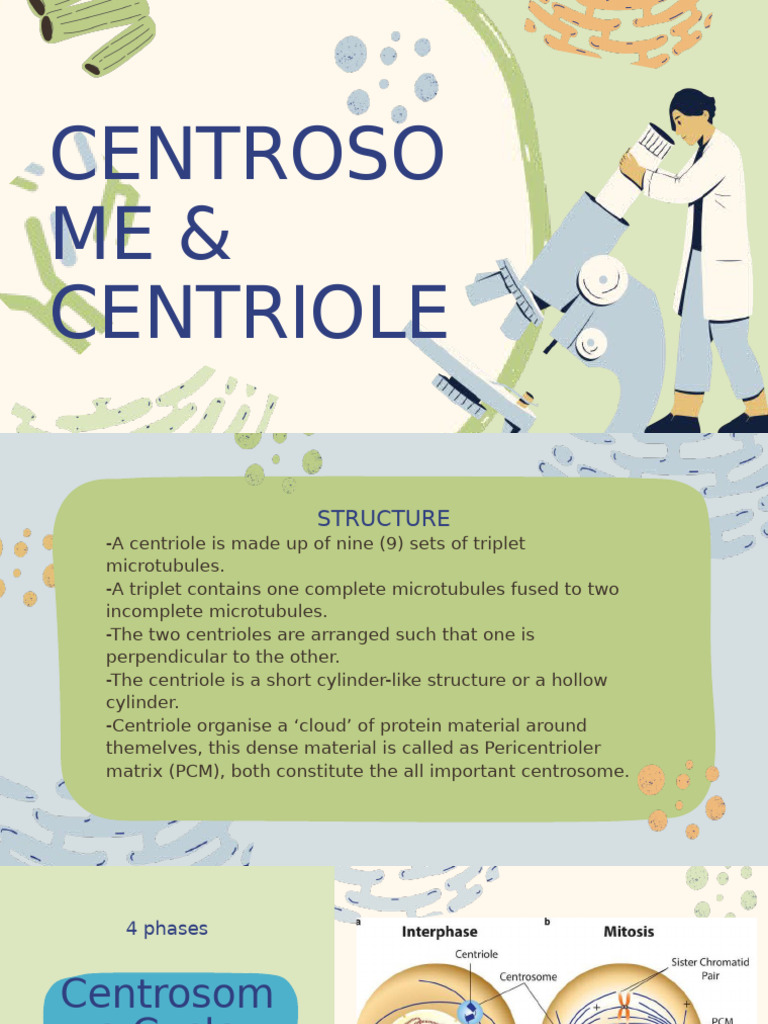 Centrosome Structure and Functions | PDF | Mitosis | Microtubule