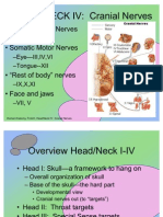 Head IV Cranial Nerves
