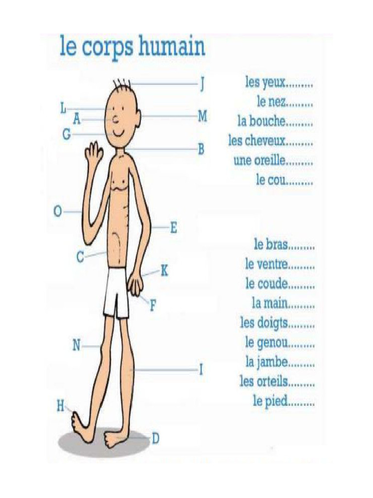 Le Corps Humain | PDF