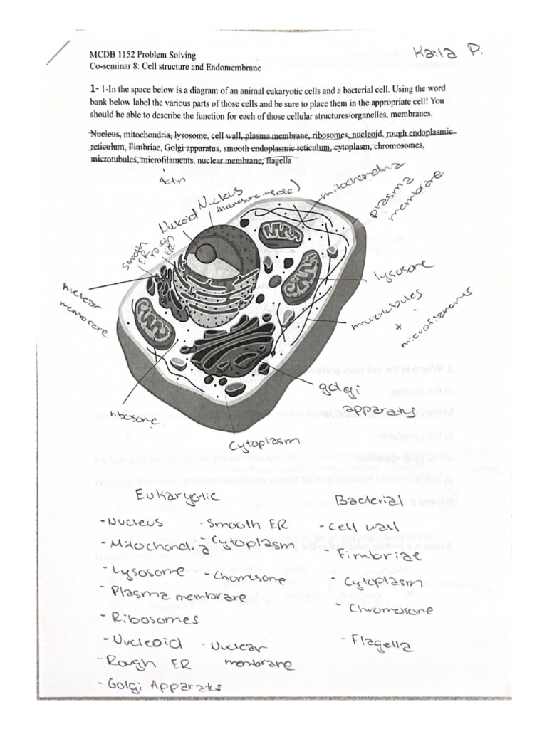 CELL ANATOMY WORKSHEET PDF visual data 4