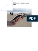 Baleia de 20 T É Encontrada Morta em Praia Da França