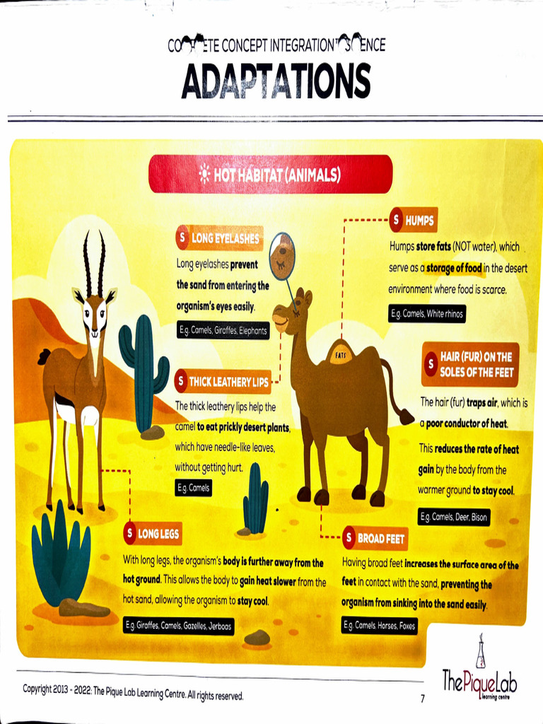 Adaptations - P6 Science | PDF