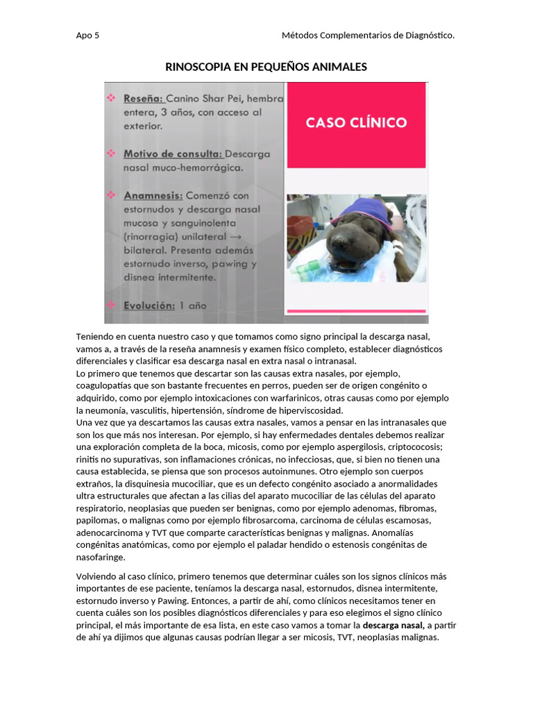 Rinoscopia en Pequeños Animales: Diagnóstico | PDF | Especialidades ...