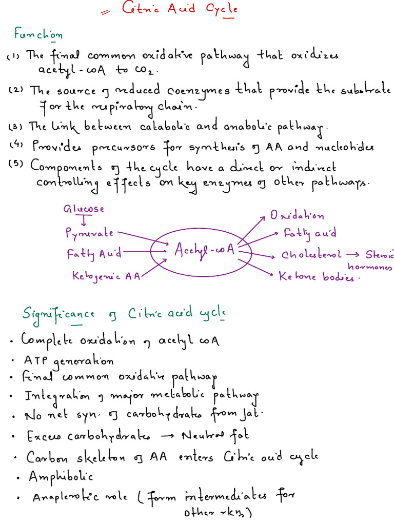 Citric Acid Cycle | PDF | Metabolic Pathway | Biotechnology