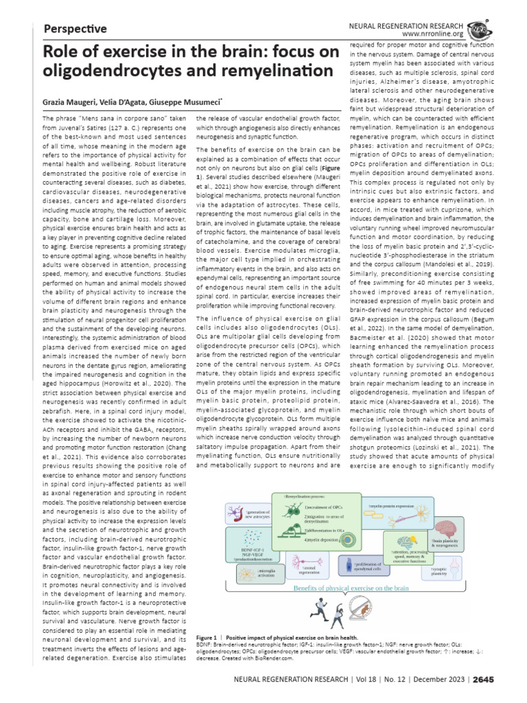 Role of Exercise in The Brain Focus | PDF | Myelin | Nervous System