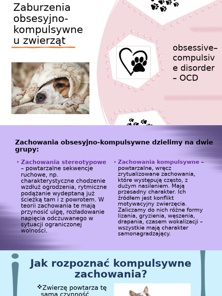 OCD u Zwierząt | PDF