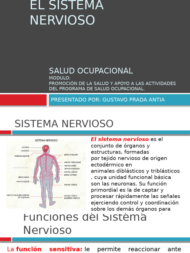 Funciones y Estructura del Sistema Nervioso | PDF | Sistema nervioso ...
