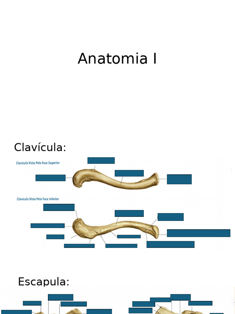 Anatomía De Huesos Principales Pdf