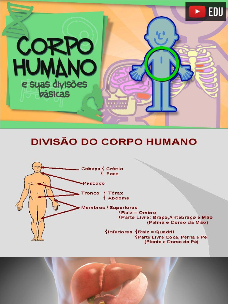 Divisao Do Corpo Humano , Corpo humano: partes do corpo e suas funções ...