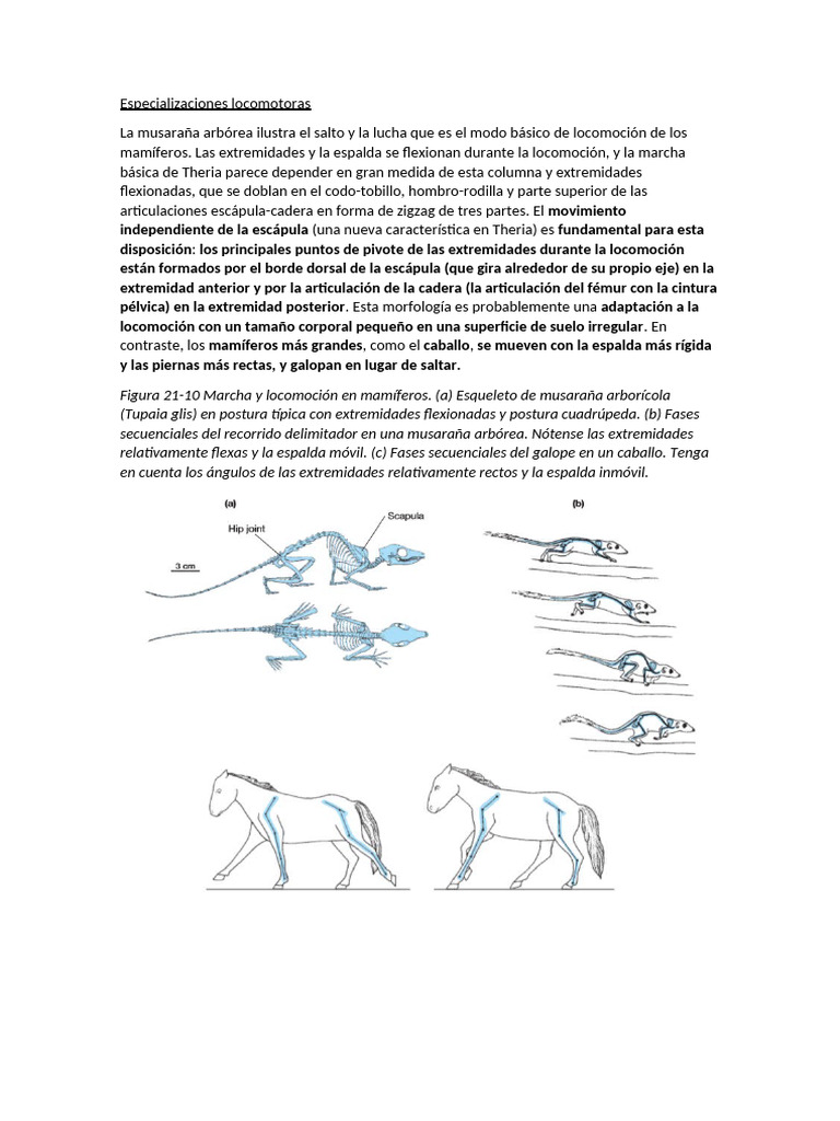 Especializaciones Locomotoras Pough | PDF | Pinnípedo | Mamíferos