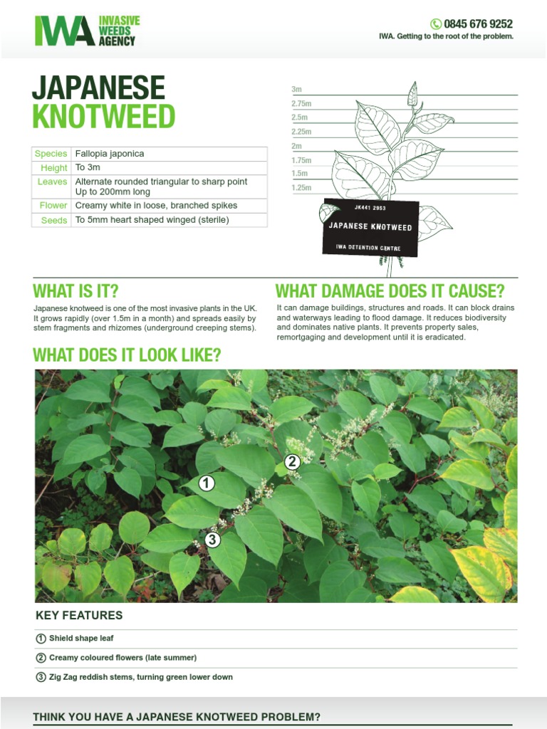 Japanese Knotweed Identification Sheet | PDF | Botany | Environmental ...