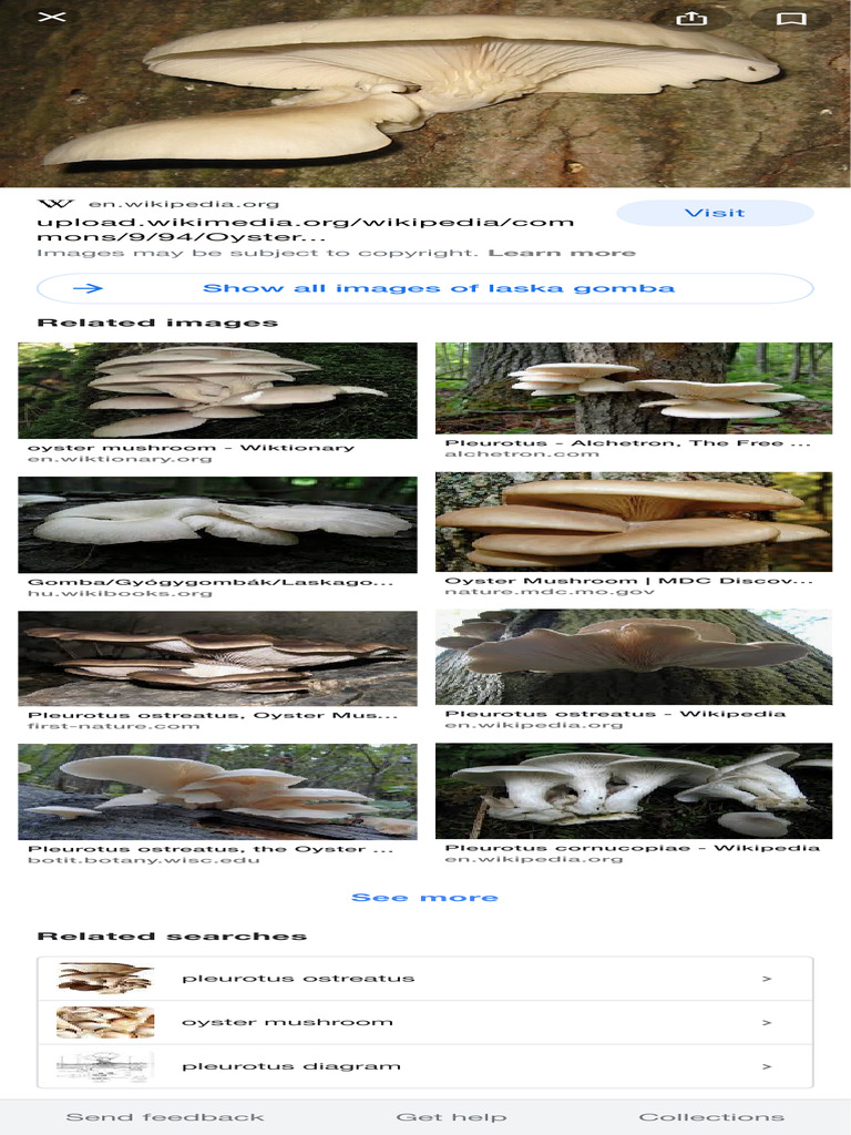 Laska Gomba - Google Search | PDF | Non Timber Forest Products ...