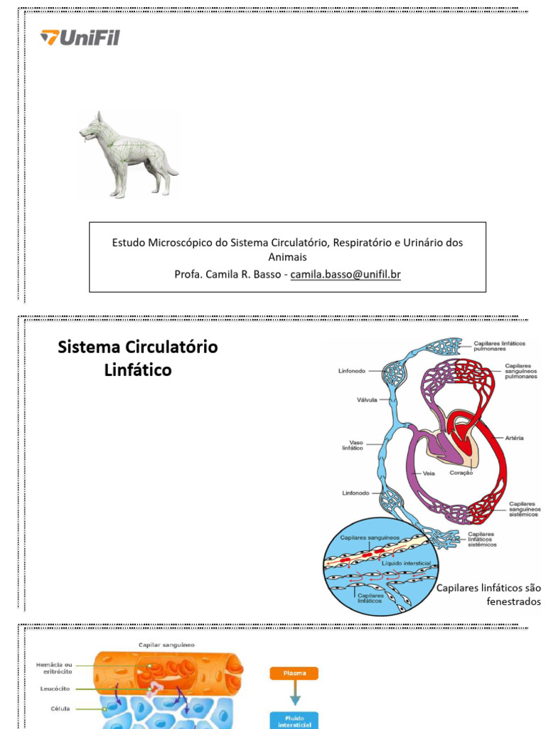 Sistema Linfático Pdf Sistema Linfático Timo