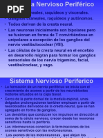 Download Sistema Nervioso Periferico by Christian SN81211 doc pdf