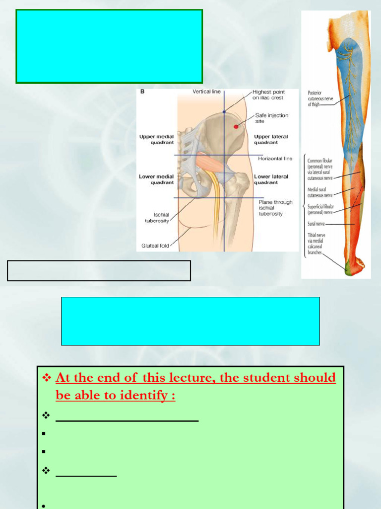 18 Posterior Compartment of Thigh | PDF | Human Leg | Soft Tissue
