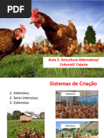 Sisteminha Embrapa - Galinheiro | PDF | Avicultura | Frango